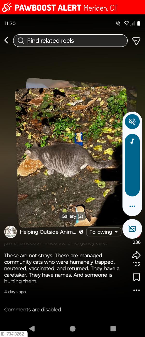 Lost Male Cat last seen Enterprise drive encore apmts, Meriden, CT 06450