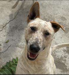 Reunited Male Dog last seen S Cookacre St, East Compton, CA 90221, USA, East Compton, CA 90221