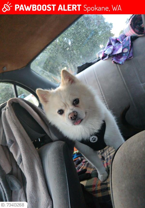 Lost Male Dog last seen Near w 3rd, Spokane, WA 99201