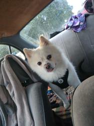 Lost Male Dog last seen Near w 3rd, Spokane, WA 99201