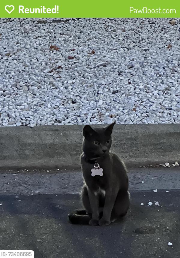 Reunited Unknown Cat last seen near J & J Air Conditioning building, San Jose, CA 95112