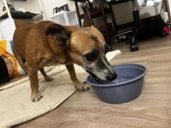 Found/Stray Male Dog last seen 67th Ave and Clarendon Ave (Boys and Girls club), Phoenix, AZ 85033