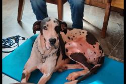 Lost Female Dog last seen La marquesa toluca, La Marquesa, Méx. 52743
