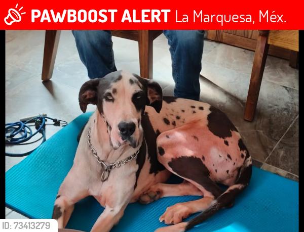 Lost Female Dog last seen La marquesa toluca, La Marquesa, Méx. 52743
