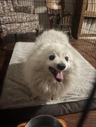 Found/Stray Unknown Dog last seen Sheffield Oak Way and Westpark Drive, Elk Grove, CA 95624