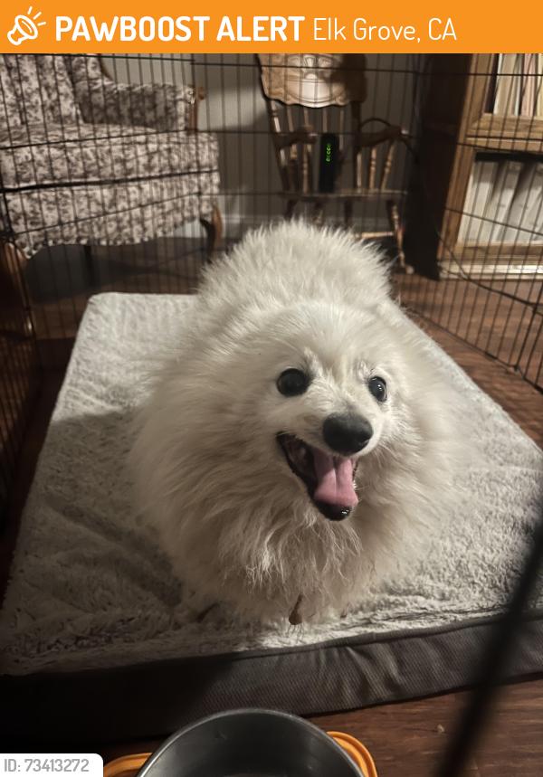 Found/Stray Unknown Dog last seen Sheffield Oak Way and Westpark Drive, Elk Grove, CA 95624