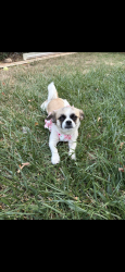 Lost Female Dog last seen 8th and havana, Aurora, CO 80010