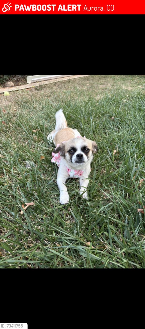 Lost Female Dog last seen 8th and havana, Aurora, CO 80010