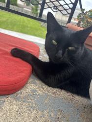 Reunited Male Cat last seen West kings highway and James st, Mount Ephraim, NJ 08059