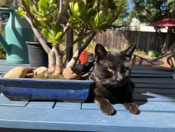 Lost Female Cat last seen Hallcrest Drive, San Jose, CA 95118