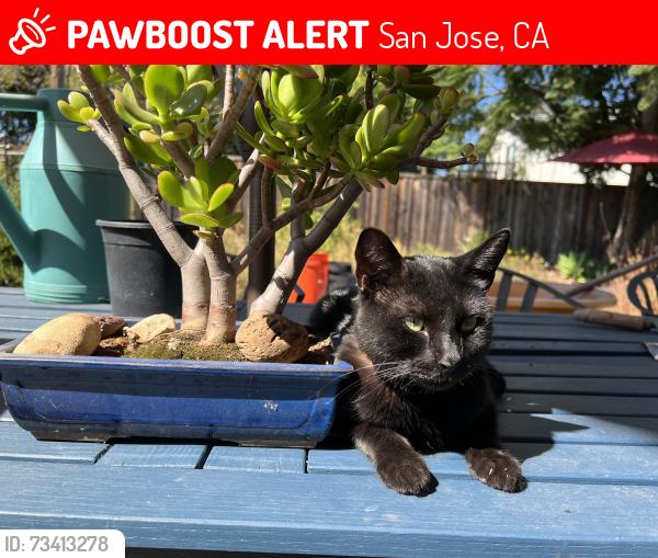 Lost Female Cat last seen Hallcrest Drive, San Jose, CA 95118