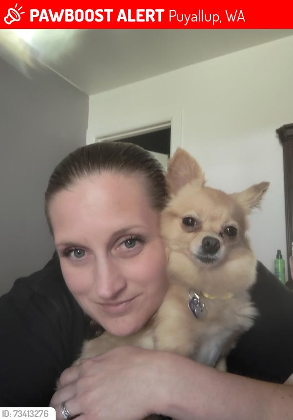 Lost Female Dog last seen Frederickson area 160th and woodland, Puyallup, WA 98375