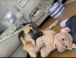 Lost Male Dog last seen 30th west and Glennel ave, Lancaster, CA 93536