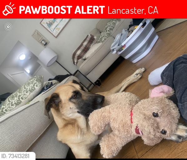 Lost Male Dog last seen 30th west and Glennel ave, Lancaster, CA 93536
