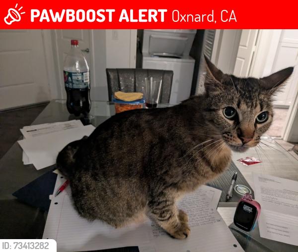 Lost Male Cat last seen Saviers, Oxnard, CA 93033