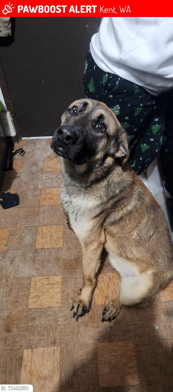 Lost Male Dog last seen military road south. S 259th Pl, S 260th St, Kent, WA 98031