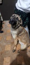 Lost Male Dog last seen military road south. S 259th Pl, S 260th St, Kent, WA 98031