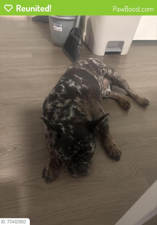 Reunited Male Dog last seen Alameda and century, Florence-Graham, CA 90002