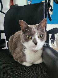 Lost Female Cat last seen Olympic Pkwy & Oleander Ave, Chula Vista, CA 91911