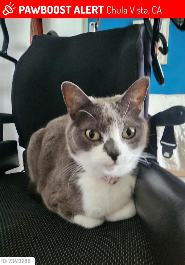 Lost Female Cat last seen Olympic Pkwy & Oleander Ave, Chula Vista, CA 91911