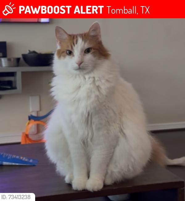 Lost Male Cat last seen Oconee Dr., Tomball, TX 77375