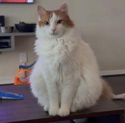 Lost Male Cat last seen Oconee Dr., Tomball, TX 77375