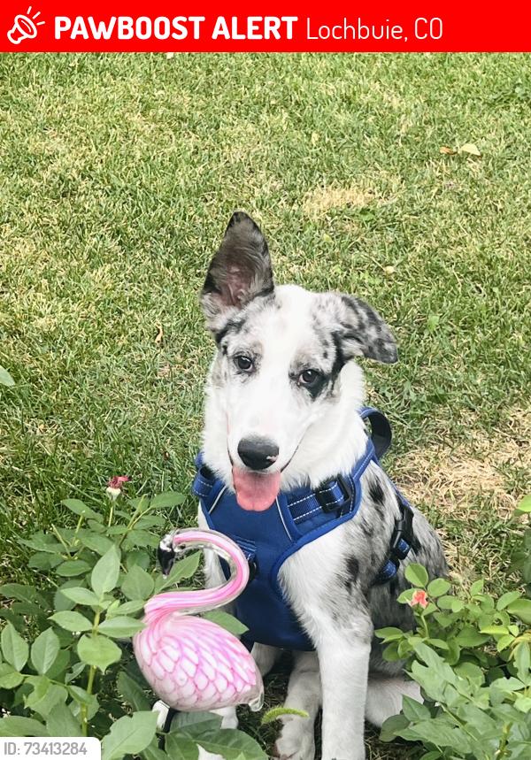 Lost Male Dog last seen Cherry St and Plum Ave, Lochbuie, CO 80603
