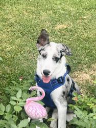 Lost Male Dog last seen Cherry St and Plum Ave, Lochbuie, CO 80603