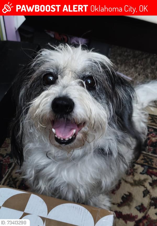Lost Male Dog last seen N Czech hall rd & Hollyrock dr, Oklahoma City, OK 73099
