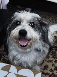 Lost Male Dog last seen N Czech hall rd & Hollyrock dr, Oklahoma City, OK 73099