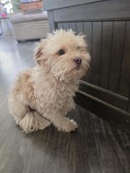 Reunited Female Dog last seen E 27th st, Lancaster, CA 93535