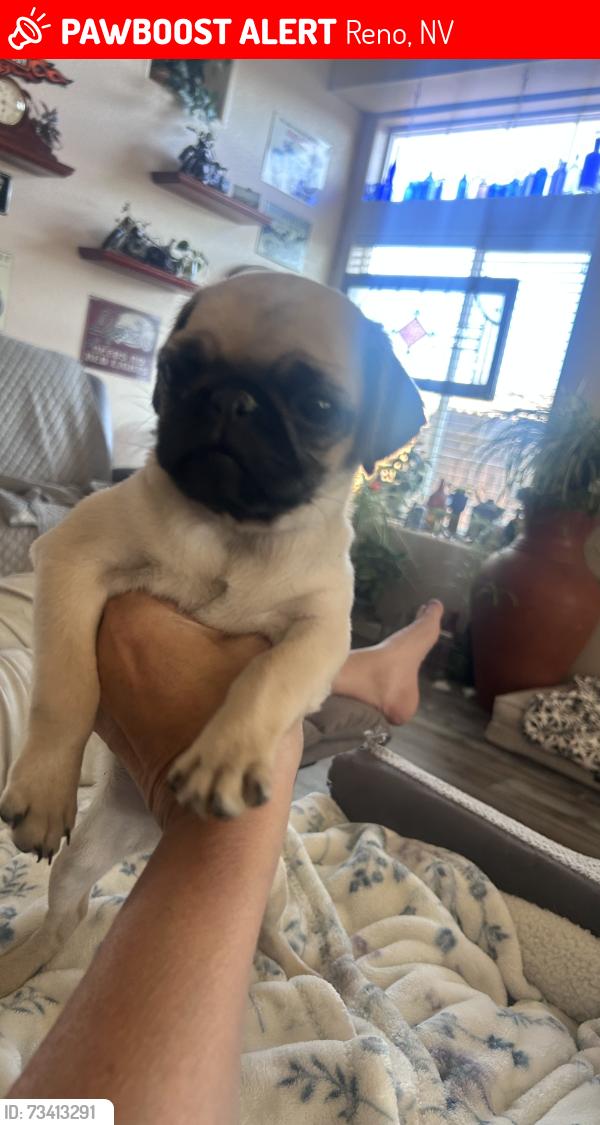 Lost Female Dog last seen Cold springs, Reno, NV 89508