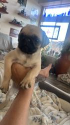 Lost Female Dog last seen Cold springs, Reno, NV 89508