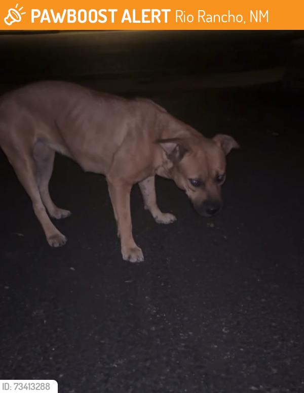 Found/Stray Female Dog last seen RV/vehicle storage on golf course near southern, Rio Rancho, NM 87124