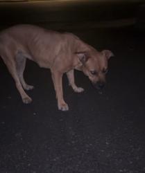 Found/Stray Female Dog last seen RV/vehicle storage on golf course near southern, Rio Rancho, NM 87124