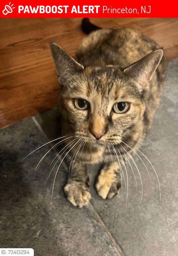 Lost Female Cat last seen Cherry hill rd, Princeton, NJ 08540