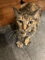 Lost Female Cat last seen Cherry hill rd, Princeton, NJ 08540