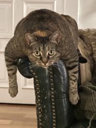 Reunited Female Cat last seen N Fairfax Ave & Fountain Ave, West Hollywood, CA 90046, USA, West Hollywood, CA 90046