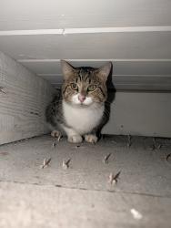 Found/Stray Unknown Cat last seen 40th ave and Sheridan Dr, Hollywood, FL 33021