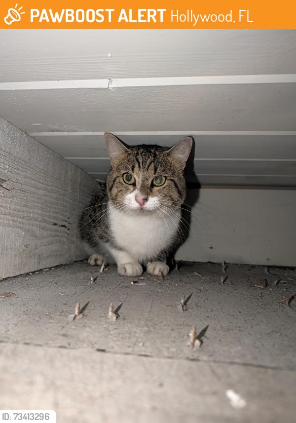 Found/Stray Unknown Cat last seen 40th ave and Sheridan Dr, Hollywood, FL 33021