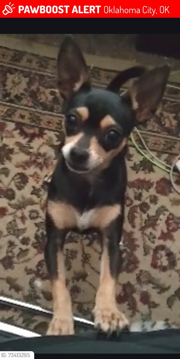 Lost Female Dog last seen N Czech hall rd & hollyhock dr, Oklahoma City, OK 73099