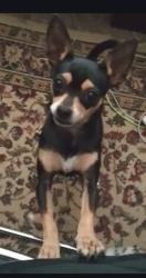 Lost Female Dog last seen N Czech hall rd & hollyhock dr, Oklahoma City, OK 73099