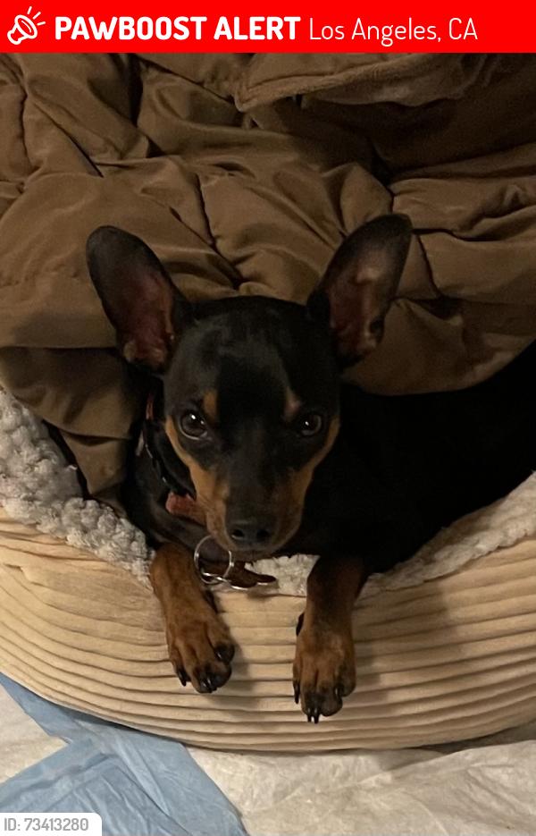 Lost Male Dog last seen Chatsworth Place, Los Angeles, CA 91345