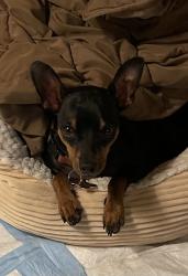 Lost Male Dog last seen Chatsworth Place, Los Angeles, CA 91345
