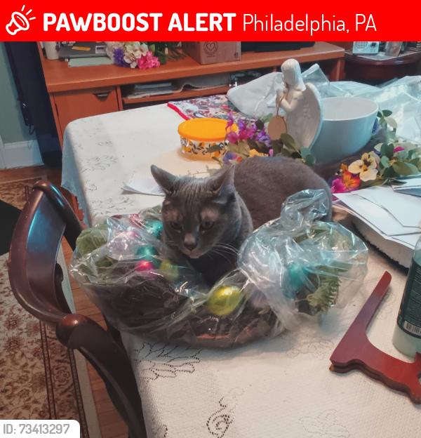 Lost Male Cat last seen Rhawn & Jackson Philadelphia pa, Philadelphia, PA 19136