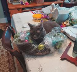 Lost Male Cat last seen Rhawn & Jackson Philadelphia pa, Philadelphia, PA 19136
