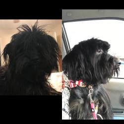Lost Female Dog last seen Fisher st, Cave Spring, GA 30124