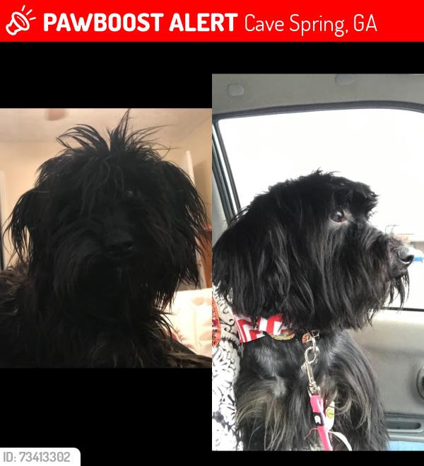 Lost Female Dog last seen Fisher st, Cave Spring, GA 30124