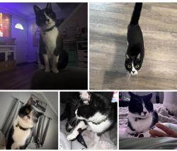 Lost Male Cat last seen Filmore, Galloway, NJ 08205