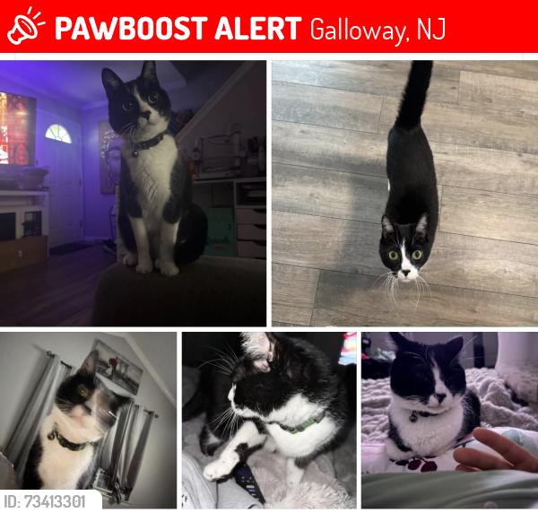Lost Male Cat last seen Filmore, Galloway, NJ 08205